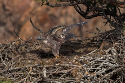Bald-Eagle;Eagle;Haliaeetus-leucocephalus;One;avifauna;bird;birds;color-image;co
